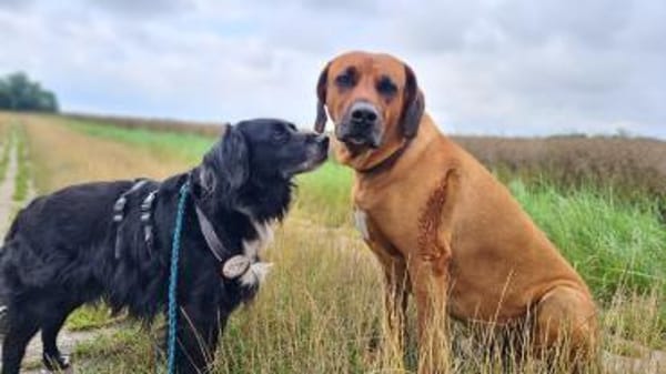 Amy - Ein bezauberndes Hundeherz