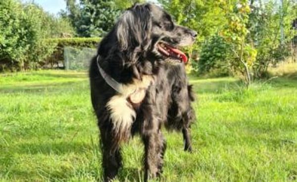 Amy - Ein bezauberndes Hundeherz