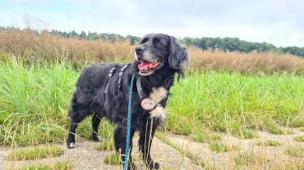 Amy - Ein bezauberndes Hundeherz