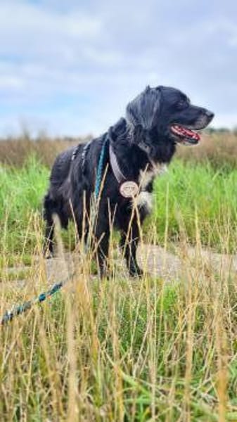 Amy - Ein bezauberndes Hundeherz