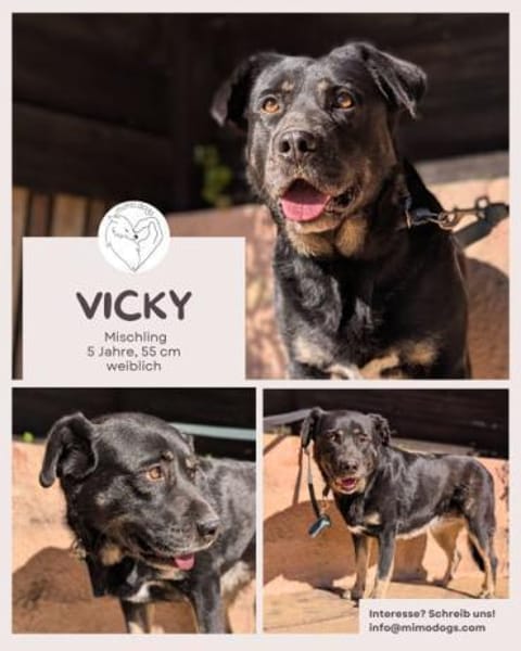 Vicky: Treue Seele (50321 Brühl)