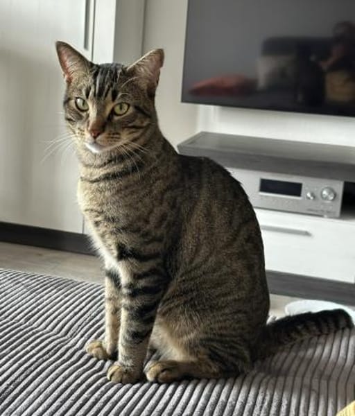 Balou sucht mit Garten oder Freigang