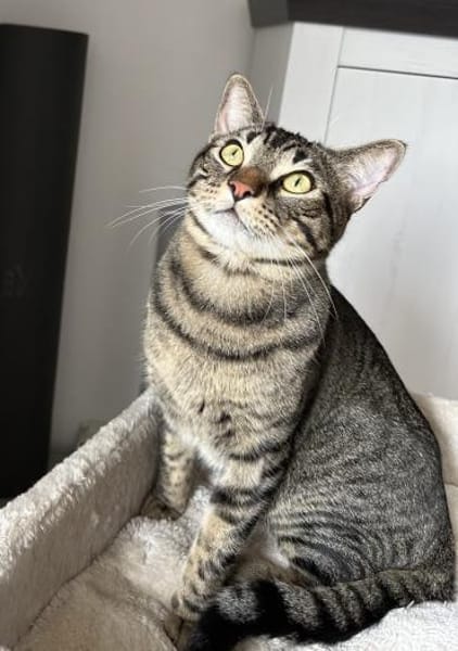 Balou sucht mit Garten oder Freigang