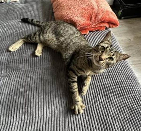 Balou sucht mit Garten oder Freigang