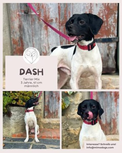 Dash: Abenteuer und Streicheleinheiten