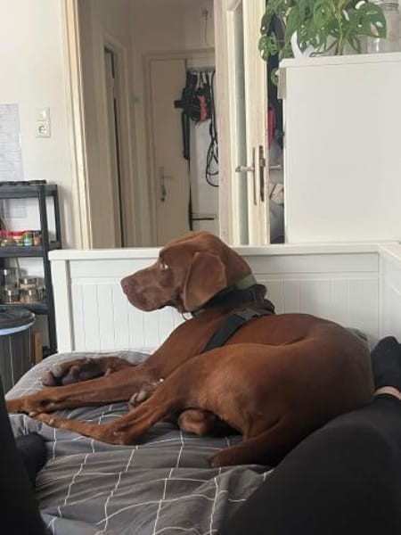 Dringend Pflegestelle gesucht