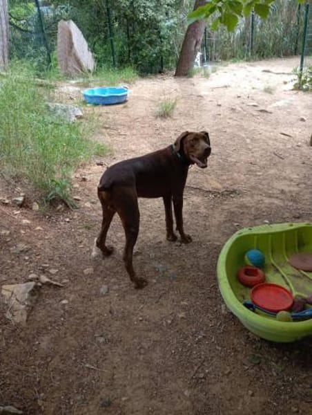 Dringend Pflegestelle gesucht