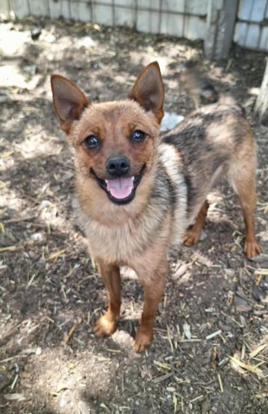Chihuahuamix-Hündin, 1 Jahr