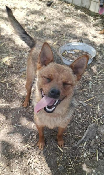 Chihuahuamix-Hündin, 1 Jahr