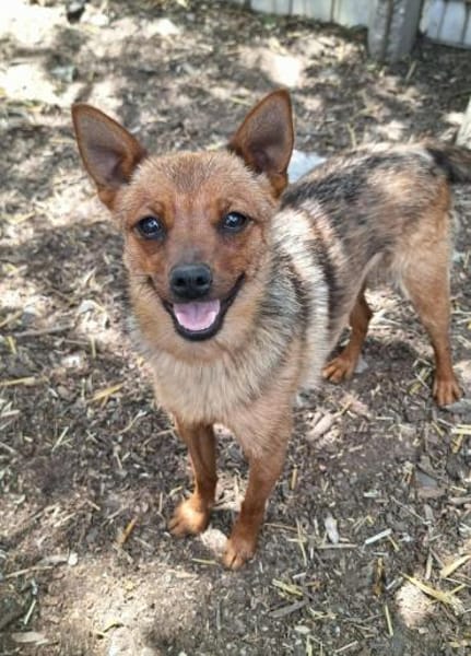 Chihuahuamix-Hündin, 1 Jahr
