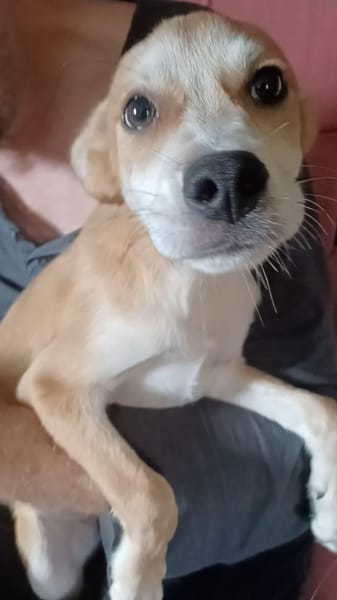 Carmine  kleines süßes Hundekind