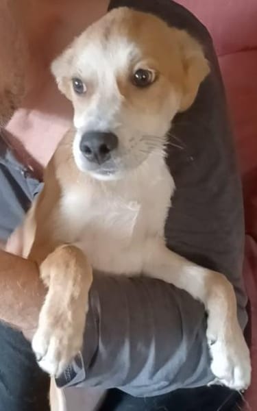 Carmine  kleines süßes Hundekind