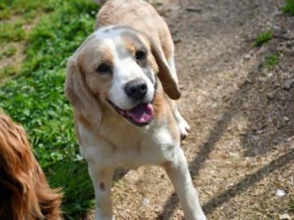 Geben Sie Senior Boston eine Chance?