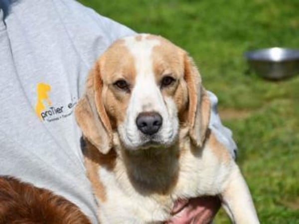 Geben Sie Senior Boston eine Chance?