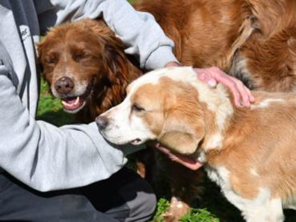 Geben Sie Senior Boston eine Chance?