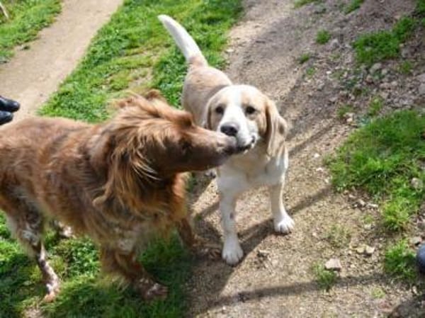 Geben Sie Senior Boston eine Chance?