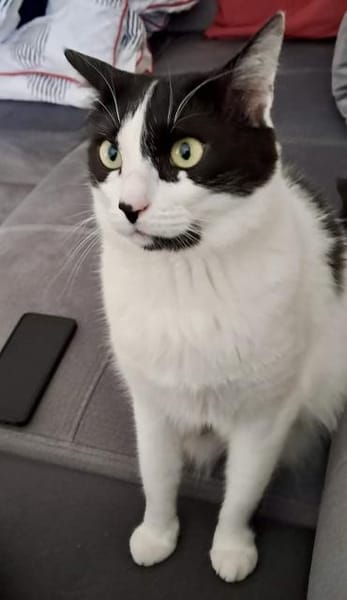 Sharif, charmanter Kater, ca. 4J 51429
