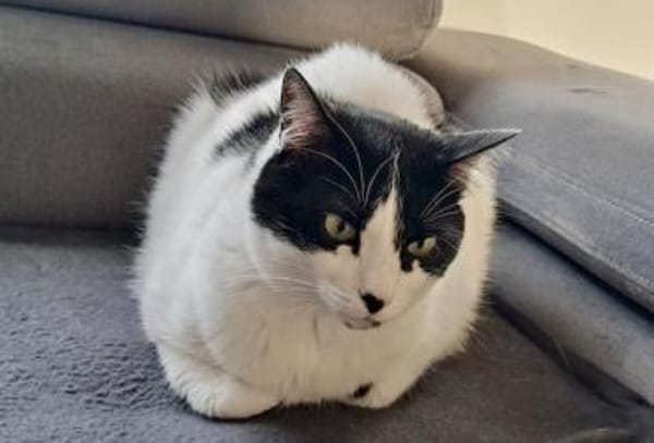 Sharif, charmanter Kater, ca. 4J 51429