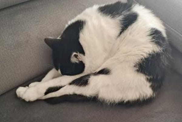 Sharif, charmanter Kater, ca. 4J 51429