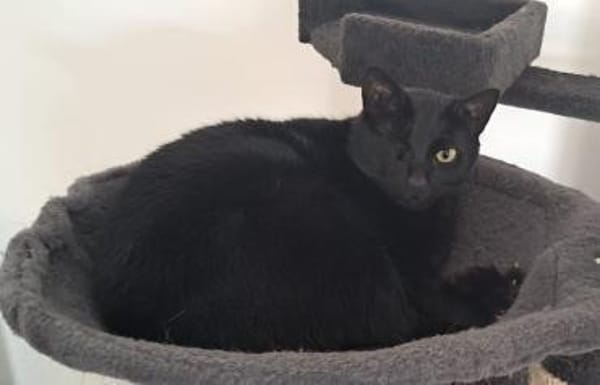 Tess, liebe Katzendame, ca. 4 Jahre
