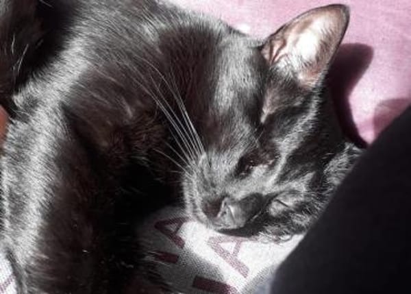 Tess, liebe Katzendame, ca. 4 Jahre