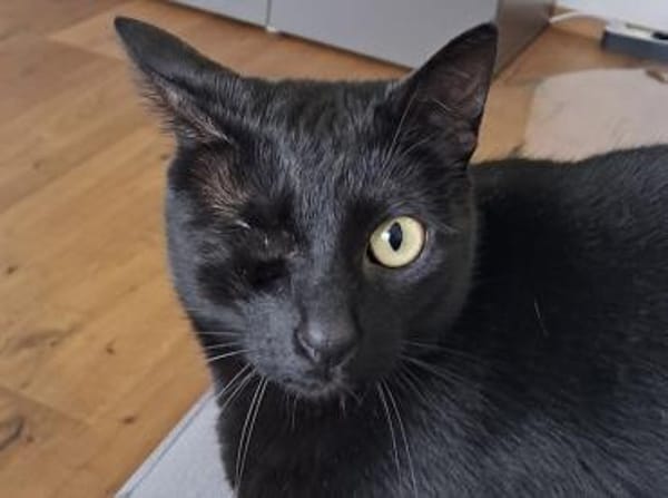 Tess, liebe Katzendame, ca. 4 Jahre