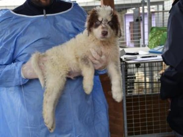 Dingo wünscht sich neues Zuhause