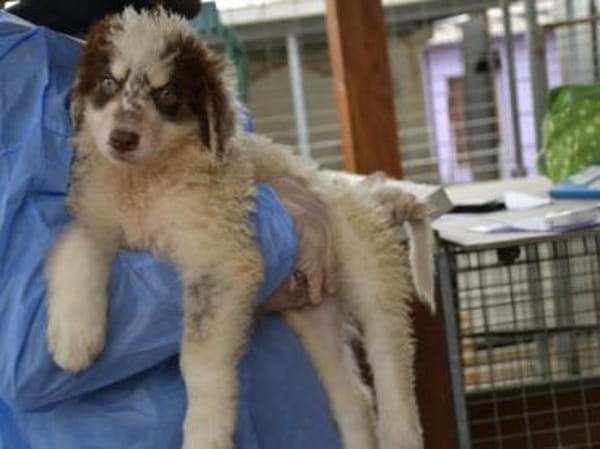 Dingo wünscht sich neues Zuhause