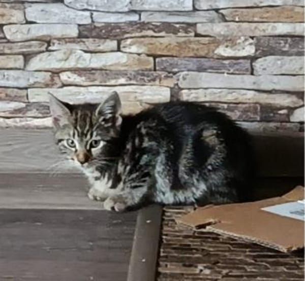 Lilli sucht neuen Wirkungskreis