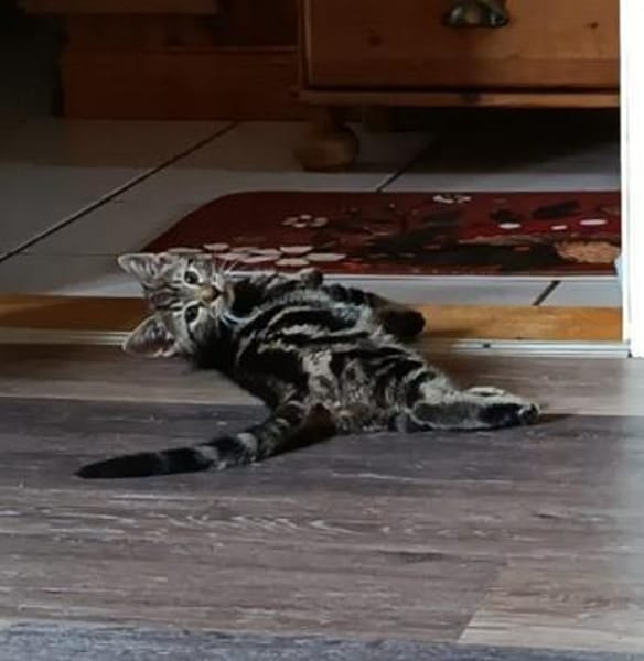 Lilli sucht neuen Wirkungskreis
