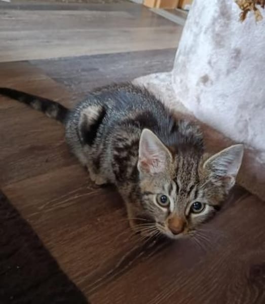 Lilli sucht neuen Wirkungskreis