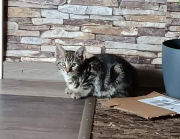 Lilli sucht neuen Wirkungskreis