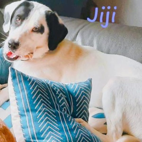 Jiji sanft, ruhig und liebevoll 7/23 DE