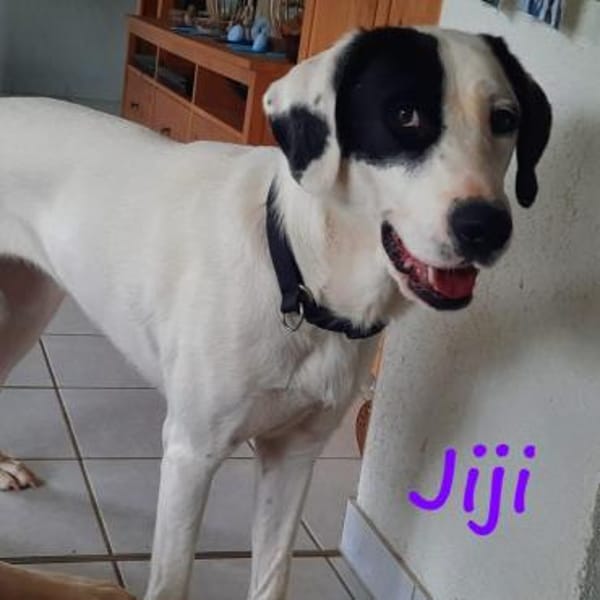 Jiji sanft, ruhig und liebevoll 7/23 DE