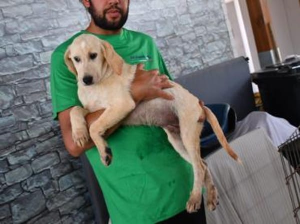 Pongo hofft auf seine Chance