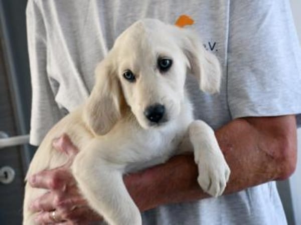Adoptanten für Puccia gesucht