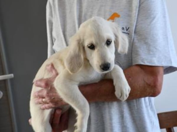 Adoptanten für Puccia gesucht
