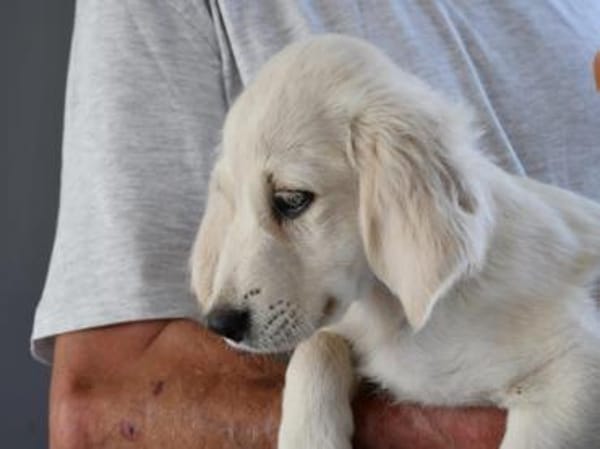 Adoptanten für Puccia gesucht