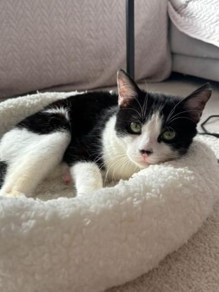 Handicap Kater Vinny