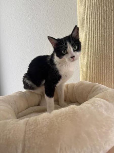 Handicap Kater Vinny