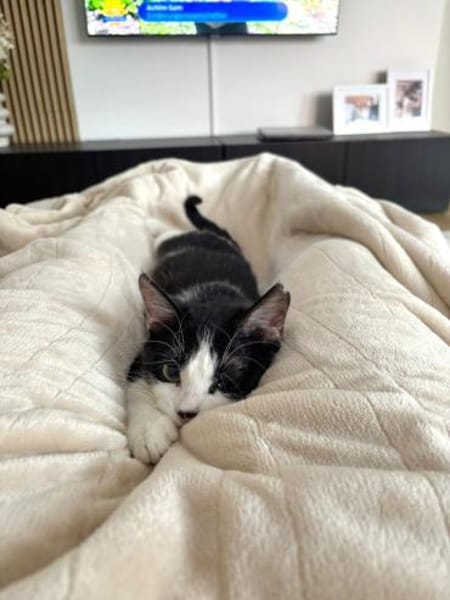 Handicap Kater Vinny