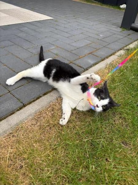 Handicap Kater Vinny