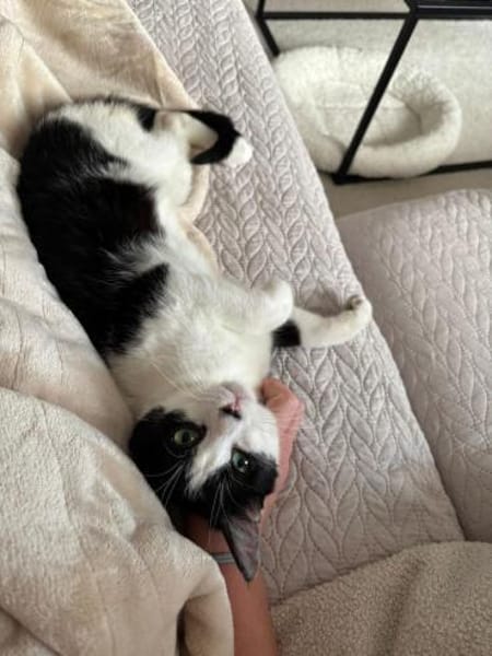 Handicap Kater Vinny