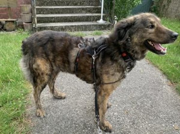 Zauberhafte Mona sucht Ihr Zuhause