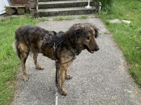 Zauberhafte Mona sucht Ihr Zuhause