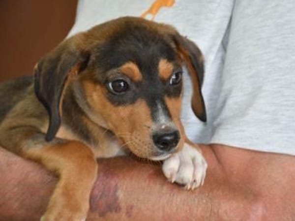 Traumzuhause für Pablito gesucht