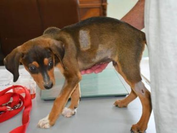 Traumzuhause für Pablito gesucht