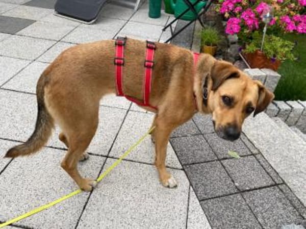 Emi möchte Ihr Begleiter werden