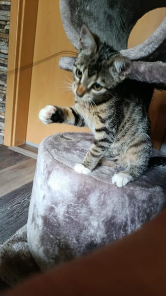 Marie sucht für immer Zuhause