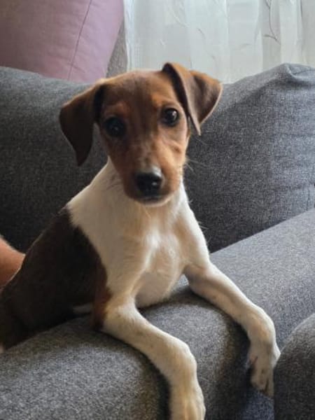 ❤🐾 JOHN SUCHT EIN ZUHAUSE 🏡🐶